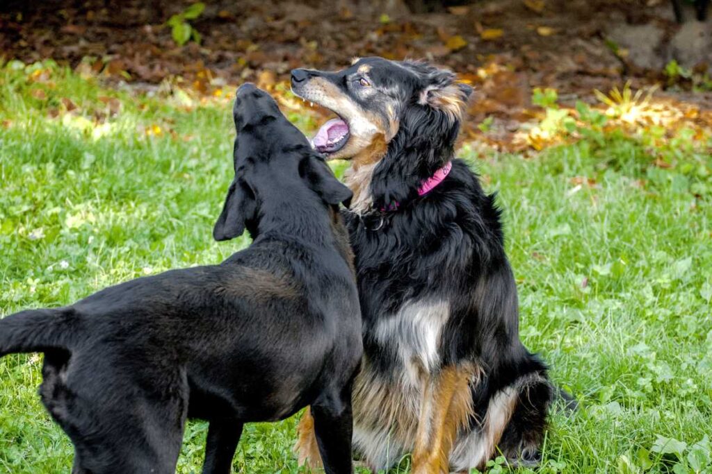 Problemy behawioralne u psa